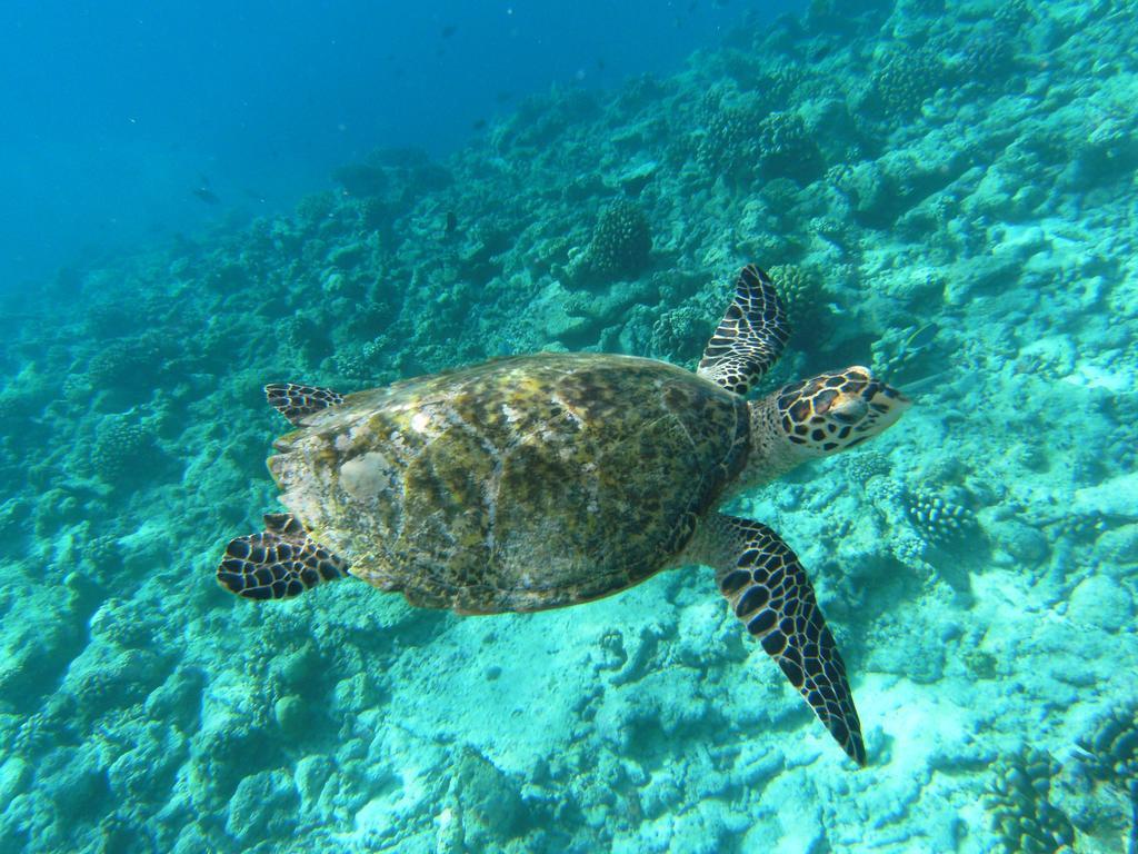 Rasdhoo Coralville Εξωτερικό φωτογραφία