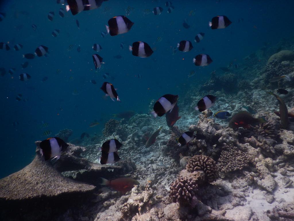 Rasdhoo Coralville Εξωτερικό φωτογραφία