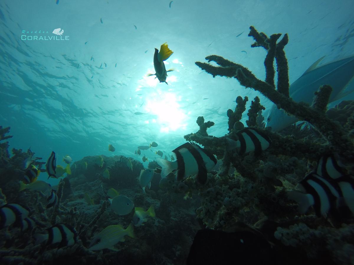 Rasdhoo Coralville Εξωτερικό φωτογραφία