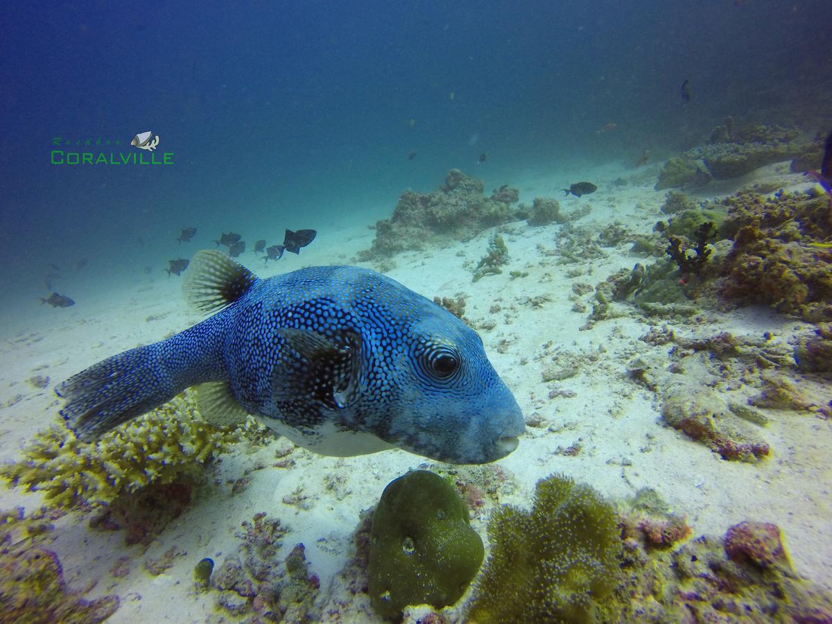 Rasdhoo Coralville Εξωτερικό φωτογραφία